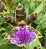 Triple Spikes Zypgopetalum Jumpin Jack (3.5" pot)