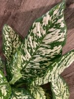 Dieffenbachia White Blizzard (7” pot) - Image 2