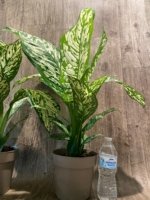 Dieffenbachia White Blizzard (7” pot) - Image 9