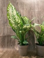 Dieffenbachia White Blizzard (7” pot) - Image 7