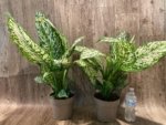 Dieffenbachia White Blizzard (7” pot) - Image 5