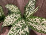 Dieffenbachia White Blizzard (7” pot) - Image 4