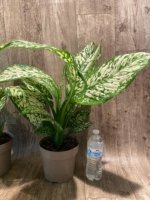 Dieffenbachia White Blizzard (7” pot) - Image 8