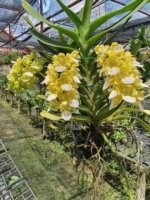 Rare Aerides houlletiana v. alba × sib  (3.5” pot) - Image 2