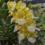 Rare Aerides houlletiana v. alba × sib  (3.5” pot)