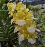 Rare Aerides houlletiana v. alba × sib  (3.5” pot)