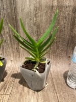 Rare Aerides houlletiana v. alba × sib  (3.5” pot) - Image 6