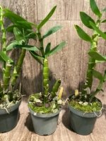 Fragrant - Dendrobium Fancy Angel ‘Lychee’ (3.5” pot) - Image 7