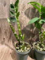 Fragrant - Dendrobium Fancy Angel ‘Lychee’ (3.5” pot) - Image 6