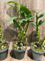 Fragrant - Dendrobium Fancy Angel ‘Lychee’ (3.5” pot) - Image 8