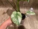 Rare Monstera Deliciosa White Monster Variegated Exact Plant (4” pot) - Image 12