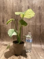 Rare Monstera Deliciosa White Monster Variegated Exact Plant (4” pot) - Image 4