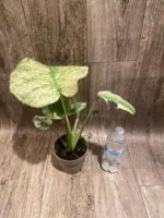 Rare Monstera Deliciosa White Monster Variegated Exact Plant (4” pot) - Image 6
