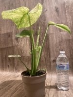 Rare Monstera Deliciosa White Monster Variegated Exact Plant (4” pot) - Image 8