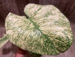 Rare Monstera Deliciosa White Monster Variegated Exact Plant (4” pot)