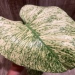 Rare Monstera Deliciosa White Monster Variegated Exact Plant (4” pot)