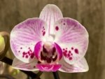 Double Spikes Phalaenopsis Purple Spotted (3.5" pot)