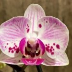 Double Spikes Phalaenopsis Purple Spotted (3.5" pot)