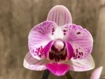 Double Spikes Phalaenopsis Purple Spotted (3.5" pot) - Image 2