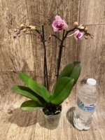 Double Spikes Phalaenopsis Purple Spotted (3.5" pot) - Image 4