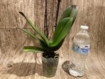 Double Spikes Phalaenopsis Purple Spotted (3.5" pot) - Image 6