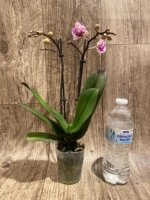 Double Spikes Phalaenopsis Purple Spotted (3.5" pot) - Image 5