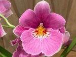 Double Spikes Miltoniopsis QF Amber (Maui Fushion ‘Purple Sun x Bertha Backer ‘Florentine’) (3.5” pot) - Image 3