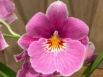 In Spike Miltoniopsis QF Amber (Maui Fushion ‘Purple Sun x Bertha Backer ‘Florentine’) (3.5” pot) - Image 3