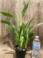 In Spike Miltoniopsis QF Amber (Maui Fushion ‘Purple Sun x Bertha Backer ‘Florentine’) (3.5” pot) - Image 4