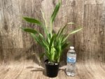 In Spike Miltoniopsis QF Amber (Maui Fushion ‘Purple Sun x Bertha Backer ‘Florentine’) (3.5” pot) - Image 5