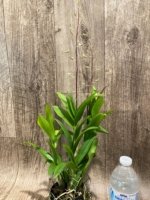 Double Spikes Dendrobium Blue Seas (3.5” pot) - Image 5