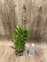 Double Spikes Dendrobium Blue Seas (3.5” pot) - Image 7