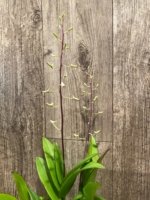 Double Spikes Dendrobium Blue Seas (3.5” pot) - Image 4
