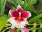 In Spikes Miltoniopsis Maui Charm 'Sakura' (3" Pot)