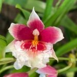 Triple Spikes Miltoniopsis Maui Charm 'Sakura' (3" Pot)