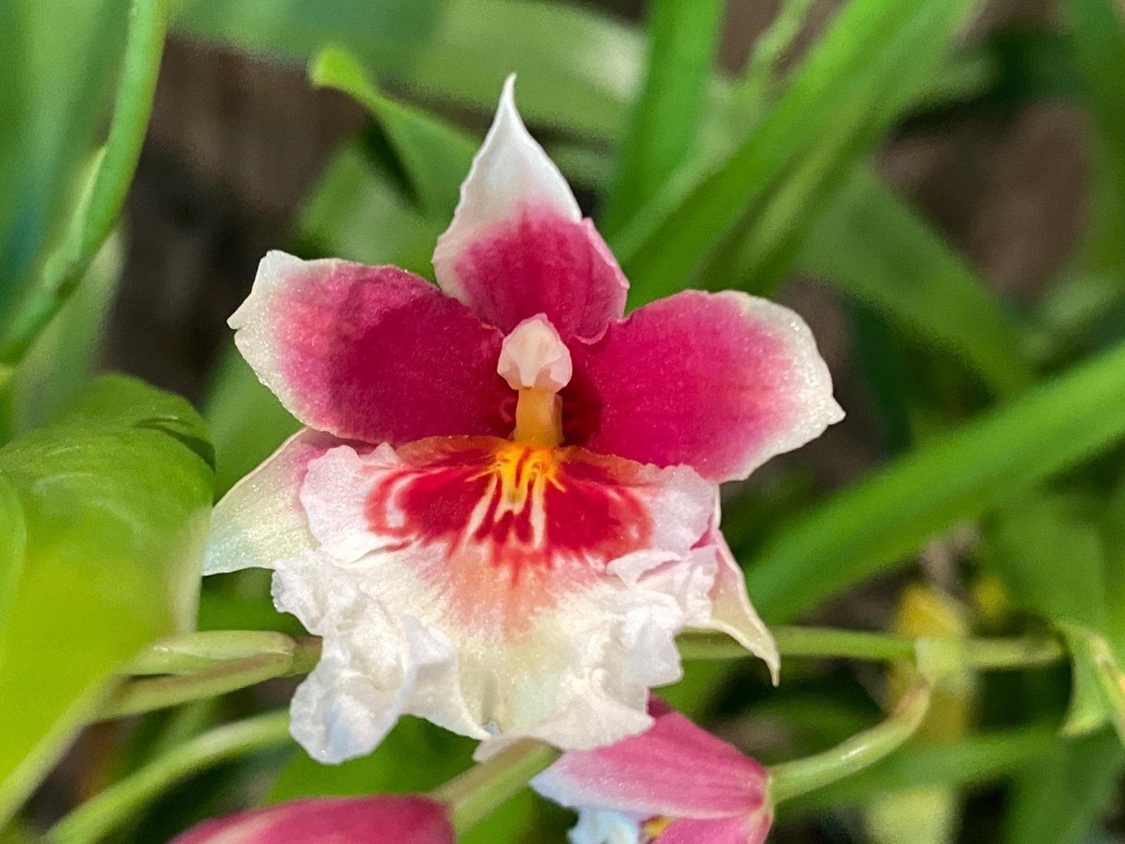 il_fullxfull.8414323744_47mq.jpg Triple Spikes Miltoniopsis Maui Charm 'Sakura' (3" Pot) - Image 1