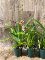 In Spikes Miltoniopsis Maui Charm 'Sakura' (3" Pot) - Image 3