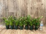 In Spikes Miltoniopsis Maui Charm 'Sakura' (3" Pot) - Image 8