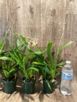 In Spikes Miltoniopsis Maui Charm 'Sakura' (3" Pot) - Image 6