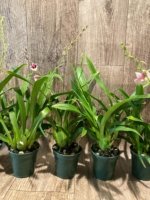 In Spikes Miltoniopsis Maui Charm 'Sakura' (3" Pot) - Image 5