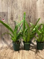Triple Spikes Miltoniopsis Maui Charm 'Sakura' (3" Pot) - Image 3