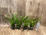 Triple Spikes Miltoniopsis Maui Charm 'Sakura' (3" Pot) - Image 6