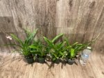 Triple Spikes Miltoniopsis Maui Charm 'Sakura' (3" Pot) - Image 7