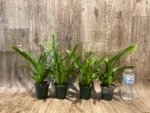 Triple Spikes Miltoniopsis Maui Charm 'Sakura' (3" Pot) - Image 5
