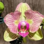 Double Spikes 1 Phalaenopsis Profar Galaxy Peloric + 1 Phalaenopsis Profar Galaxy (Double Plants) (4.5” pot)
