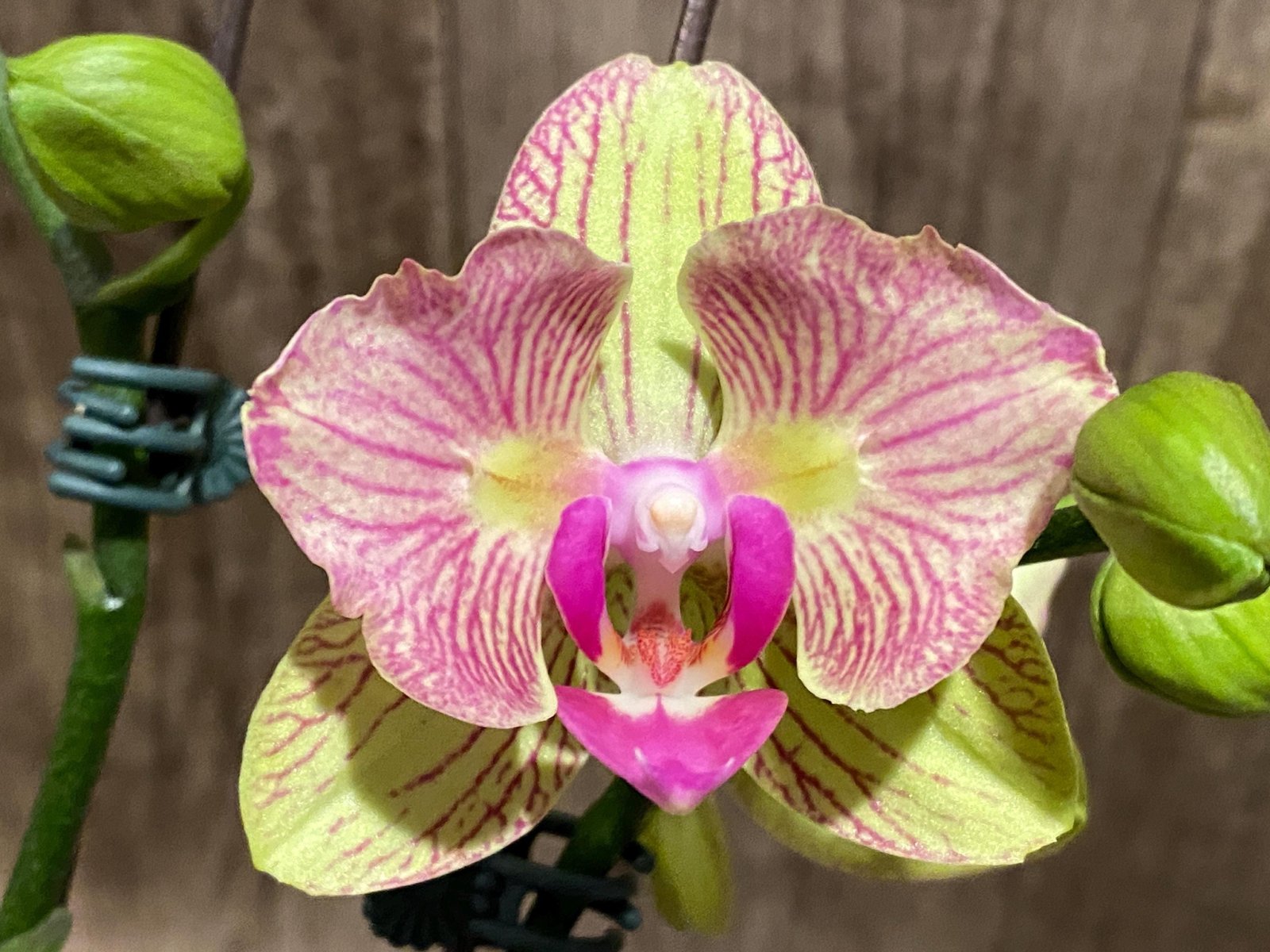 il_fullxfull.8414945590_9me9.jpg Double Spikes 1 Phalaenopsis Profar Galaxy Peloric + 1 Phalaenopsis Profar Galaxy (Double Plants) (4.5” pot) - Image 1