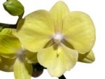 Double Spikes Phalaenopsis (Tying Shin Melody × KS Big Johnson) (4" pot) - Image 2