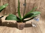 Double Spikes Phalaenopsis (Tying Shin Melody × KS Big Johnson) (4" pot) - Image 10