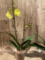 Double Spikes Phalaenopsis (Tying Shin Melody × KS Big Johnson) (4" pot) - Image 7