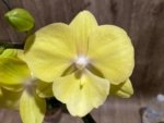 Double Spikes Phalaenopsis (Tying Shin Melody × KS Big Johnson) (4" pot) - Image 4